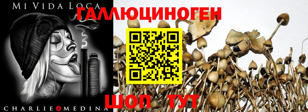 Псилоцибиновые грибы Cubensis Дедовск